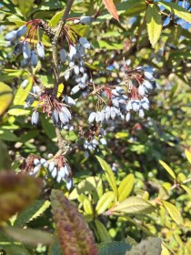 Júlia borbolya - Berberis julianae, Berberis julianae, évelő, fásszárú